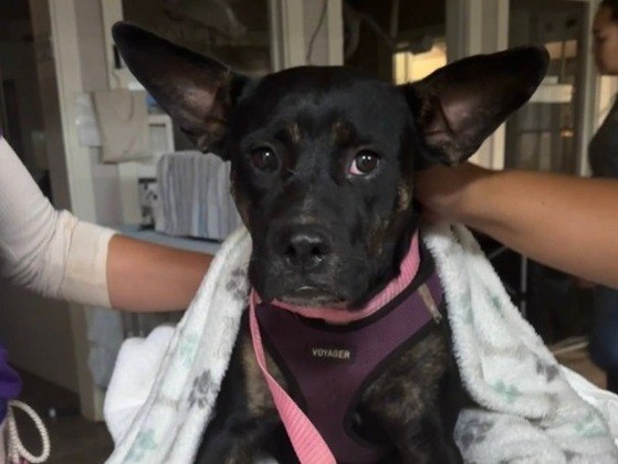 A diretora de marketing e comunicações da Humane Society, Katie Shannon, informou à rede de notícias americana ABC News que a entidade recebeu 52 animais de Lahaina com vários ferimentos causados pelo fogo. Alguns desses pets tiveram suas orelhas, pernas e outras partes do corpo queimadas e tiveram que ser enfaixados