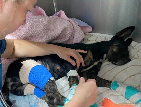 Os incêndios florestais no Maui, considerados os mais mortais dos Estados Unidos no último século, deixaram mais de 100 mortos e ao menos 1.300 desaparecidos no estado americano do Havaí. Além das vítimas fatais, cachorros, gatos e outros animais domésticos também foram afetados pelas chamas. Muitos desses pets, como o cãozinho da foto, foram resgatados pela ONG de proteção animal Maui Humane Society