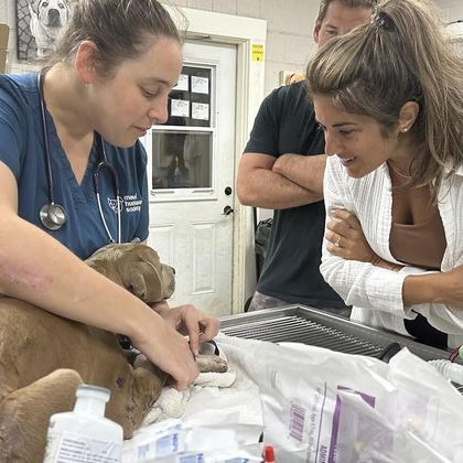 Além da Humane Society, vários grupos de defesa dos animais estão em contato com a polícia para entrar em locais atingidos pelos incêndios e procurar por pets que estejam precisando de ajuda. Eles instalaram estações de alimentação, com água e comida, para atrair os bichos e levá-los para abrigos