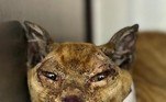 A entidade tenta atender os pets que chegam feridos e desidratados e levá-los de volta a seus respectivos donos. Alguns deles chegam às clínicas em estado grave, com as patas dilaceradas pelo fogo e os ossos à mostra