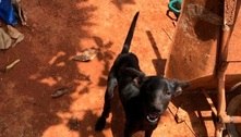 Polícia resgata 14 animais vítimas de maus-tratos na Grande BH 