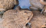 Além disso, quatro gansos, seis patos, uma porca e 21 sapos foram realocados. Já em Boiçucanga, 20 animais receberam auxílio do grupo e quatro foram resgatados