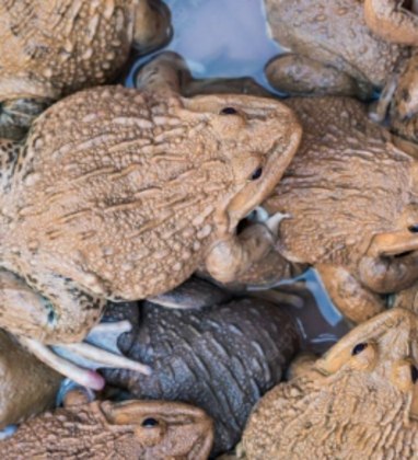 Além disso, quatro gansos, seis patos, uma porca e 21 sapos foram realocados. Já em Boiçucanga, 20 animais receberam auxílio do grupo e quatro foram resgatados