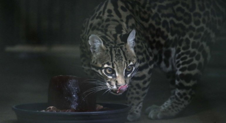 Animais se refrescam com frutas congeladas em zoológico