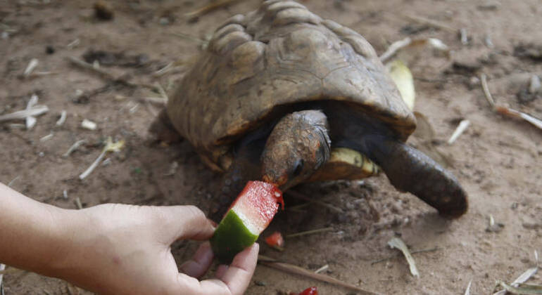 Animais se refrescam com frutas congeladas em zoológico