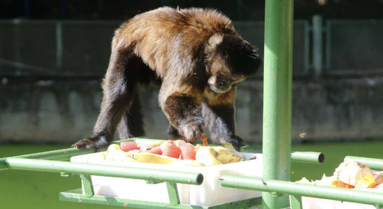 Animais se refrescam com frutas congeladas em zoológico