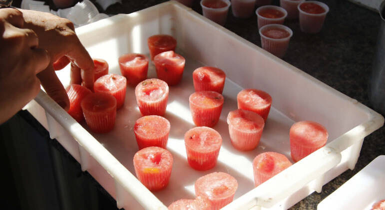 Animais se refrescam com frutas congeladas em zoológico
