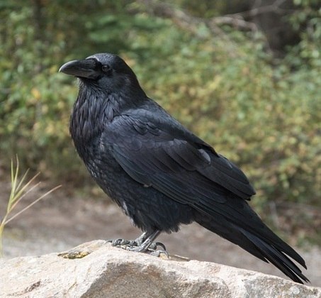 Animal: Corvo - Para ter uma ideia da inteligência dos corvos, cientistas descobriram que eles preferiam atirar pedras em tubo de água em vez de areia, pois perceberam que isso fazia a água subir e assim podiam beber.