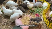 'Menor galinha do mundo' ganha fama na China e se torna febre entre criadores de pet