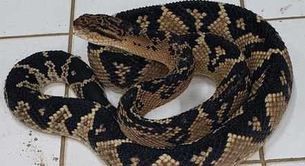 Animal estava sob os cuidados da Universidade Federal do Acre (UFAC) após ser capturado em Rio Branco 
