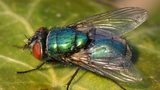 O que é a ‘virose da mosca’ que atinge Fortaleza? Saiba se há casos em SC