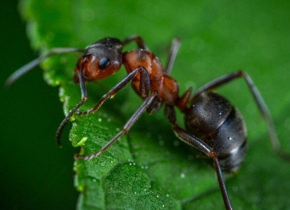 Animal: Formiga - Muita gente não sabe, mas a formiga é o inseto com a maior massa cerebral. Com isso, elas conseguem ter uma capacidade de aprendizado muito elevada.