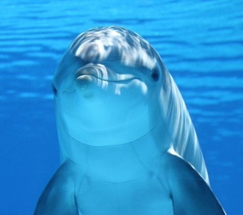 Animal: Golfinho - Você sabia que o golfinho tem um cérebro maior que o de um humano? Pois é, esse é um dos pontos que reforçam a inteligência deles.
