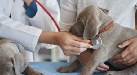 Primeiro hospital veterinário público de MG é inaugurado em BH - Notícias -  R7 Minas Gerais