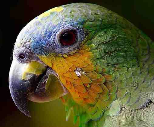 Animal: Papagaio - Mesmo com um cérebro bem menor e também mais simples que o dos mamíferos, o papagaio tem a capacidade e imitar a voz humana e decorar palavras isoladas.