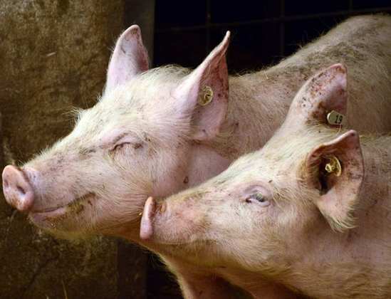 Animal: Porco  - O porco é um animal que demonstra sua inteligência em diversas situações.