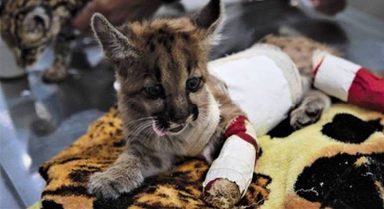 Ibama resgata animais e acolhe com toalhas e pelúcias os filhotes que ficaram órfãos