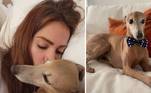 Anitta é apaixonada por bichinhos de estimação. Seu cãozinho Plínio, um galgo italiano, tem até um Instagram próprio, onde mostra todo o seu estilo elegante. Vira e mexe, a cantora posta algo em suas redes sociais declarando seu amor pelo doguinho