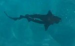 O grupo de turistas especula que o animal das imagens seja um tubarão-enfermeiroVeja também: Mulher ganha prótese após arrancar os olhos enquanto se drogava