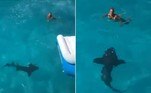 Uma aniversariante foi surpreendida por um tubarão de 2,5 m de comprimento após mergulhar em águas do arquipélago caribenho das Bahamas