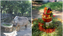 Rinoceronte Luna, animal mais velho do zoológico de BH, completa 53 anos 