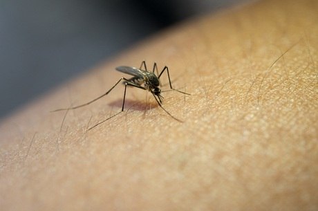 Anvisa aprova remédio para tratamento rápido contra malária