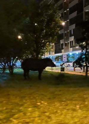 Anta estava em jardim de condomínio quando foi resgatada
