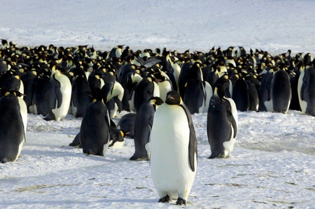 Já a temperatura mais baixa registrada foi em Vostok, na Antártida, onde os termômetros atingiram -89,2°C em 21 de julho de 1983. A OMM comparou com dados recolhidos desde 1912 para chegar a este recorde