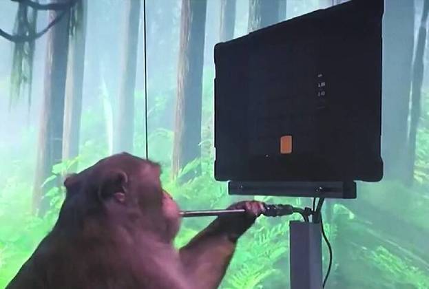 Antes de serem implantados em humanos, os chips passaram por testes em primatas. A Neuralink compartilhou vídeos nos quais é possível ver os animais controlando o cursor de um computador só com a força da mente.