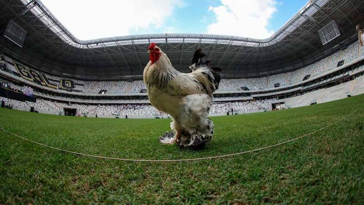 Antes dos discursos, o Atlético soltou um galo de verdade no gramado. O animal posou ao lado da mascote do time.