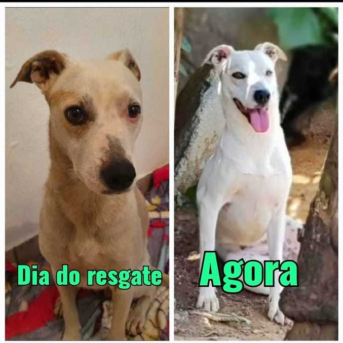 Amor, ração e paciência salvam vidas!