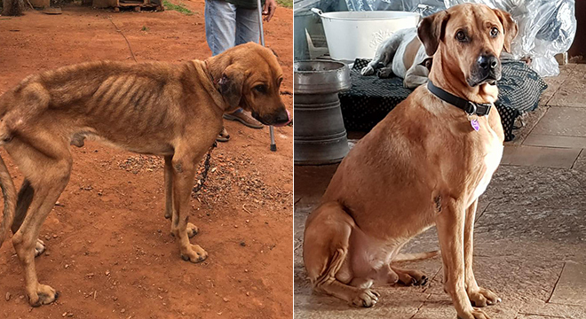 O animal foi regatado em situação de maus-tratos no interior de SP