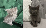 Antes e depois de gato resgatado