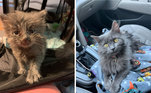 Antes e depois de gato resgatado