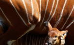 Um filhote de bongo da montanha, nascido há duas semanas no Zoológico de Varsóvia, na Polônia, desfrutou um de seus primeiros passeios ao ar livre com sua mãe na quinta-feira (6), depois de um período de frio que o manteve recolhido até agora