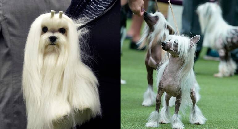 Anual Westminster Kennel Club Dog Show