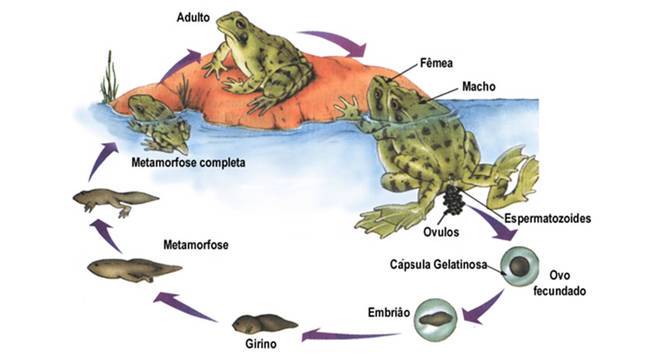 Anuros, o que são? Classificação, características e importância