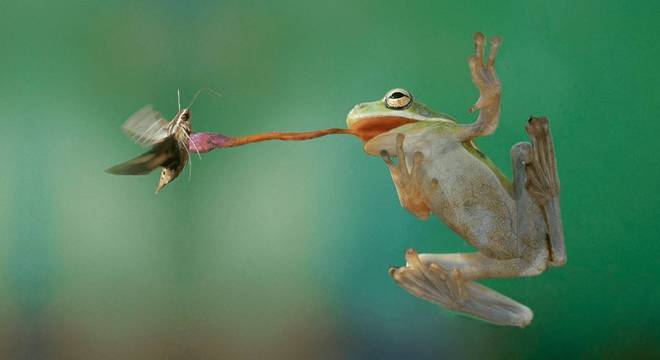 Anuros, o que são? Classificação, características e importância