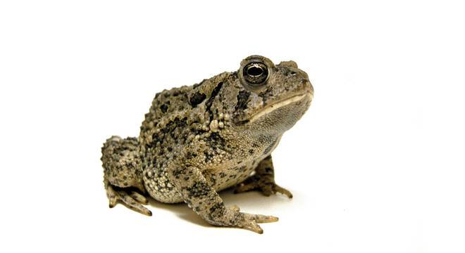 Anuros, o que são? Classificação, características e importância