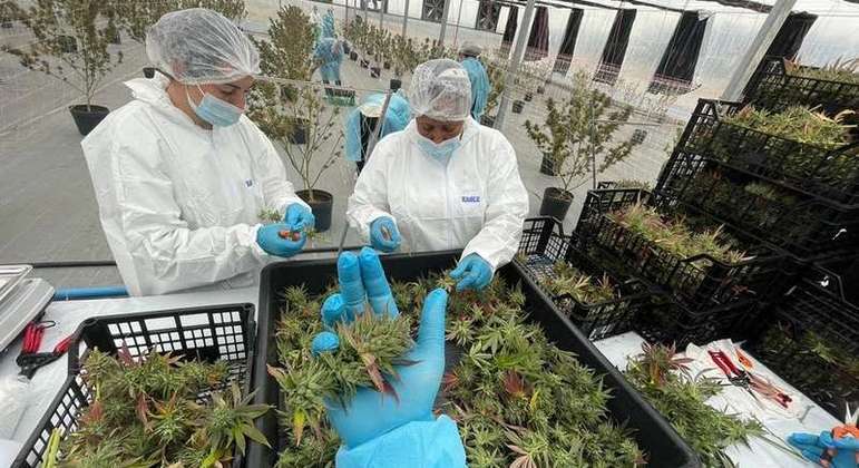 Anvisa autoriza primeira importação de cannabis in natura produzida no Uruguai