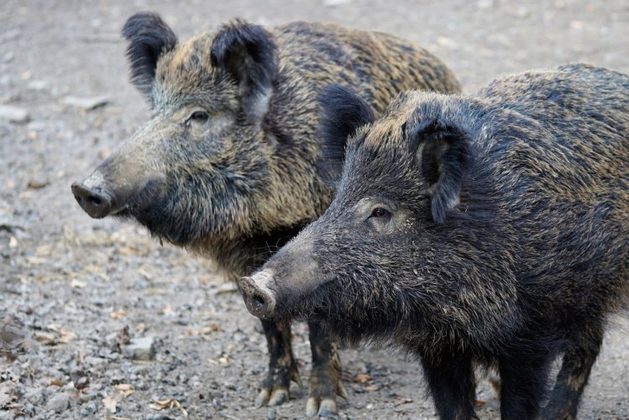 Ao longo dos séculos, parte dos javalis foi domesticada e se tornou porcos domésticos comuns em fazendas. Além disso, ocorreu a reprodução entre os javalis selvagens e os porcos domésticos, resultando em uma linhagem híbrida conhecida como 
