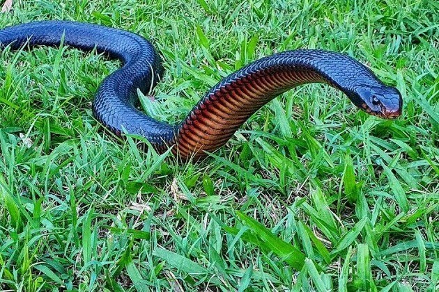 Cobras escutam e reagem aos sons, sugere estudo da Austrália - Giz Brasil