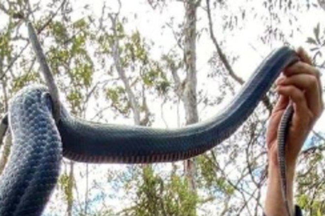 Cidades da Austrália sofrem invasão de cobras venenosas - Page Not Found -  Extra Online