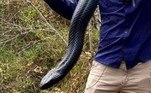 O apanhador explica que essa é a época de reprodução das cobras na região e muitas deixam o habitat para acasalar: 