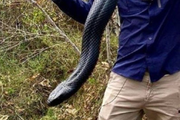 O apanhador explica que essa é a época de reprodução das cobras na região e muitas deixam o habitat para acasalar: 'Todas estão vindo para o jogo', pontuou