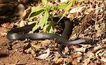 Trata-se de uma cobra negra de barriga vermelha (Pseudechis porphyriacus), espécie venenosa endêmica da AustráliaVale o clique: Ferrari de quase R$ 2 milhões pega fogo e motorista escapa da morte