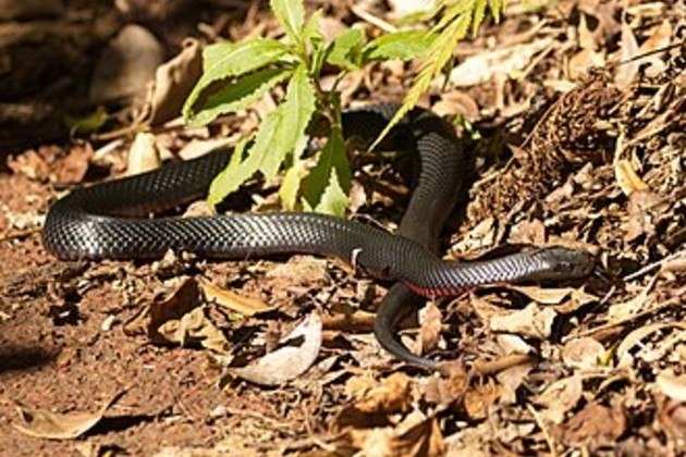 Trata-se de uma cobra negra de barriga vermelha (Pseudechis porphyriacus), espécie venenosa endêmica da AustráliaVale o clique: Ferrari de quase R$ 2 milhões pega fogo e motorista escapa da morte