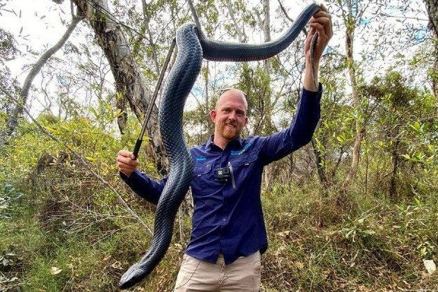 Em entrevista ao tabloide Daily Mail, McKenzie se mostrou perplexo com o tamanho do animal