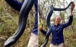 Um apanhador de cobras australiano emitiu um alerta nas redes após se surpreender com o tamanho da 'barriga vermelha' acimaVeja também: Cão fareja cocô de orca para ajudar na preservação da espécie marinha