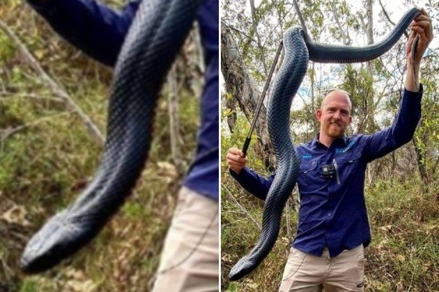 Um apanhador de cobras australiano emitiu um alerta nas redes após se surpreender com o tamanho da 'barriga vermelha' acimaVeja também: Cão fareja cocô de orca para ajudar na preservação da espécie marinha